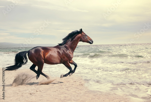 wonderful marine landscape with beautiful bay horse