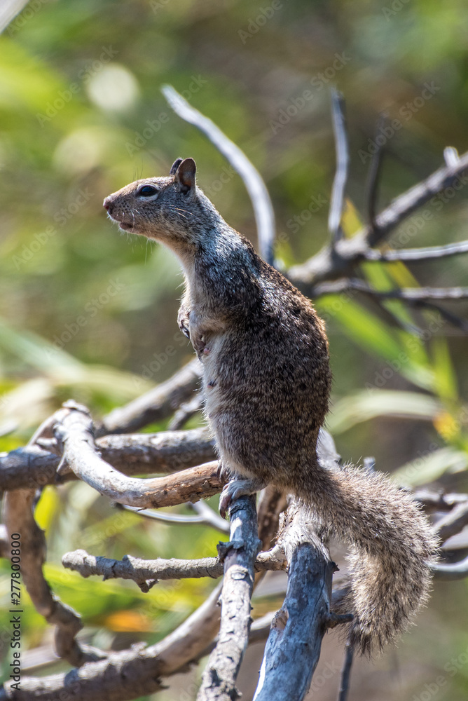 Furry ground squirrel looking off into the distance while standing atop a branch of tree.