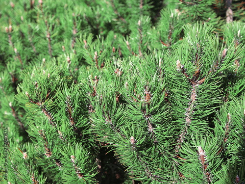 Fir branches with needles and small cones
