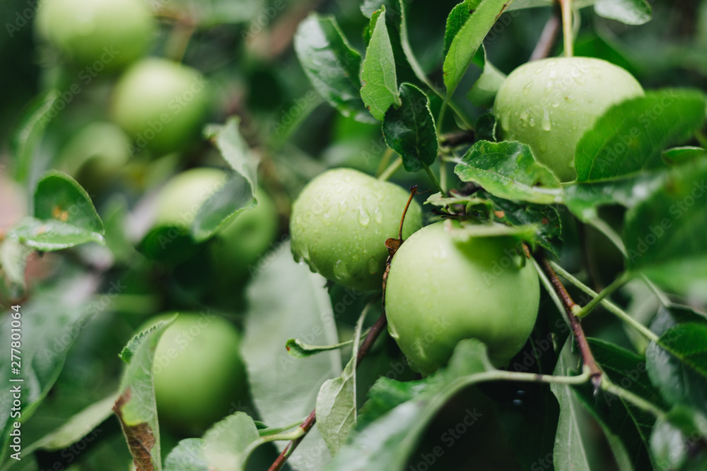 Fresh, organic green apples on the tree after the rain. Healthy diet, food Fresh, organic green apples on the tree after the rain. Healthy diet, food