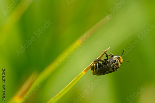 Macro shot of a single bee standing on a thin leaf with blurred green background © Michael