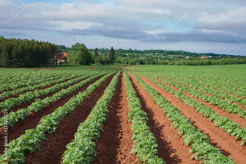 Rows and rows of potato plants growing in the red soil on Prince Edward Island  Canada