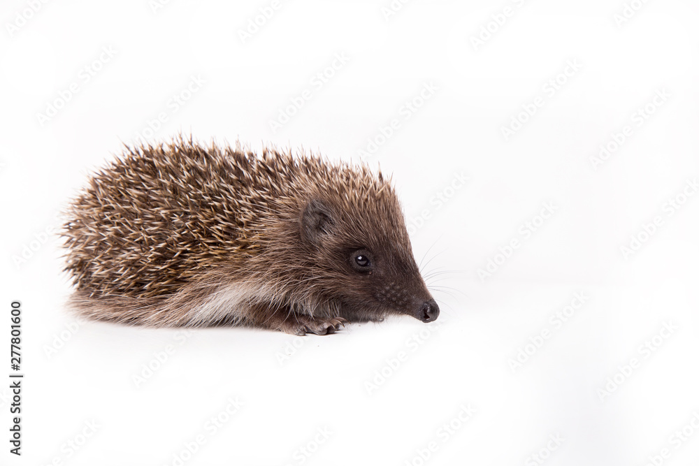 Hedgehog isolated on white background Close-up Hedgehog isolated on white background Close-up