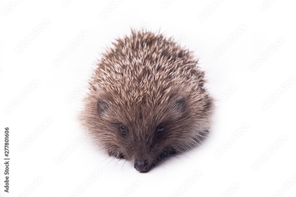 Hedgehog isolated on white background Close-up Hedgehog isolated on white background Close-up