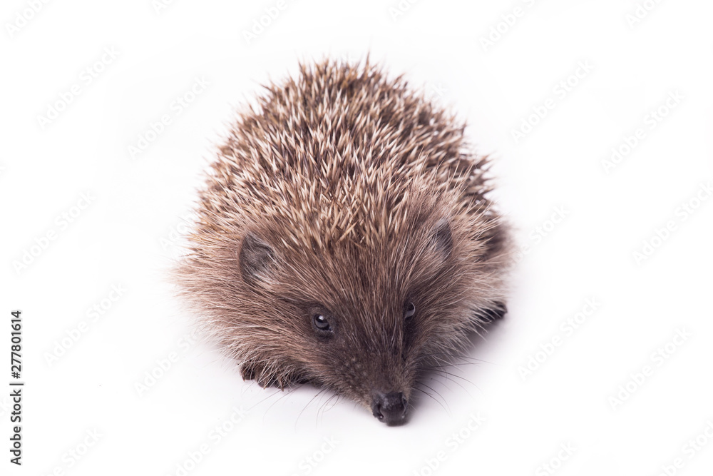Hedgehog isolated on white background Close-up Hedgehog isolated on white background Close-up