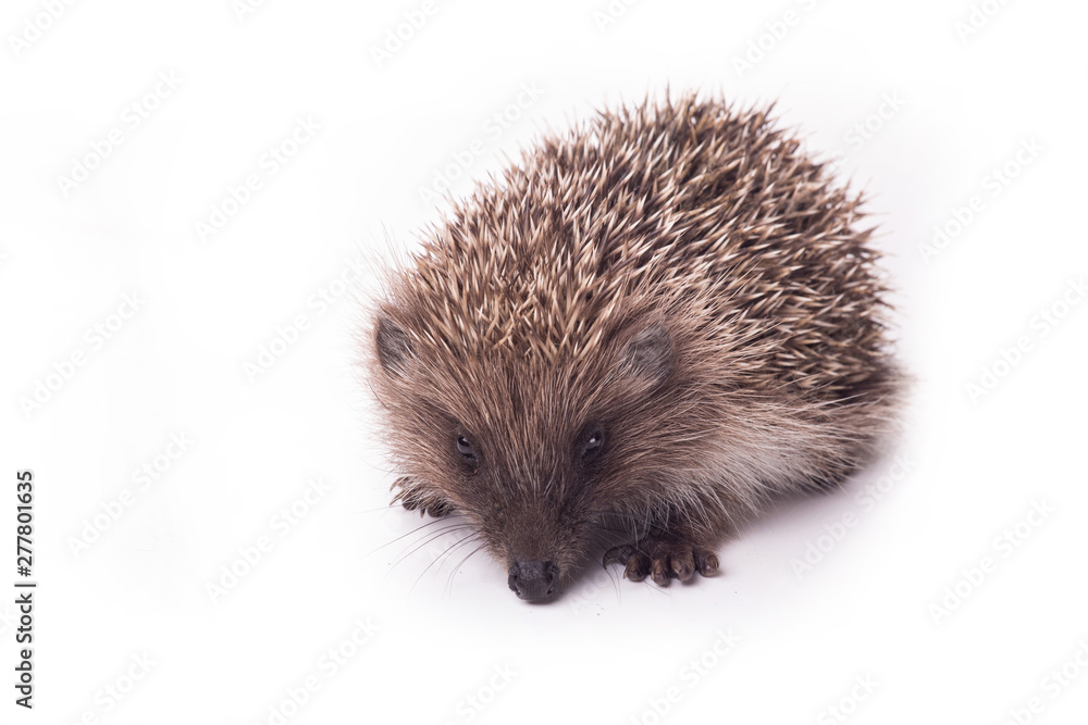 Fototapeta premium Hedgehog isolated on white background Close-up