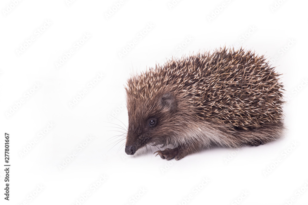 Hedgehog isolated on white background Close-up Hedgehog isolated on white background Close-up