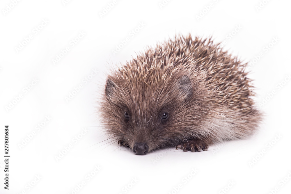 Hedgehog isolated on white background Close-up Hedgehog isolated on white background Close-up