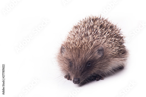 Hedgehog isolated on white background Close-up