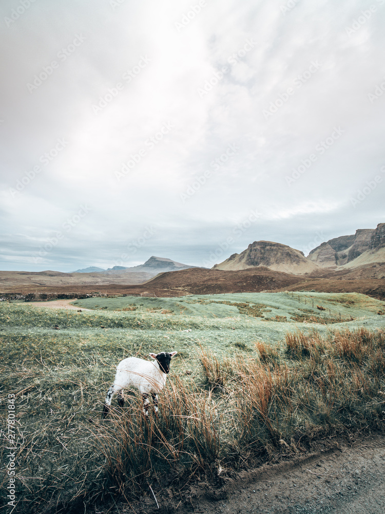 Fototapeta premium Scotland