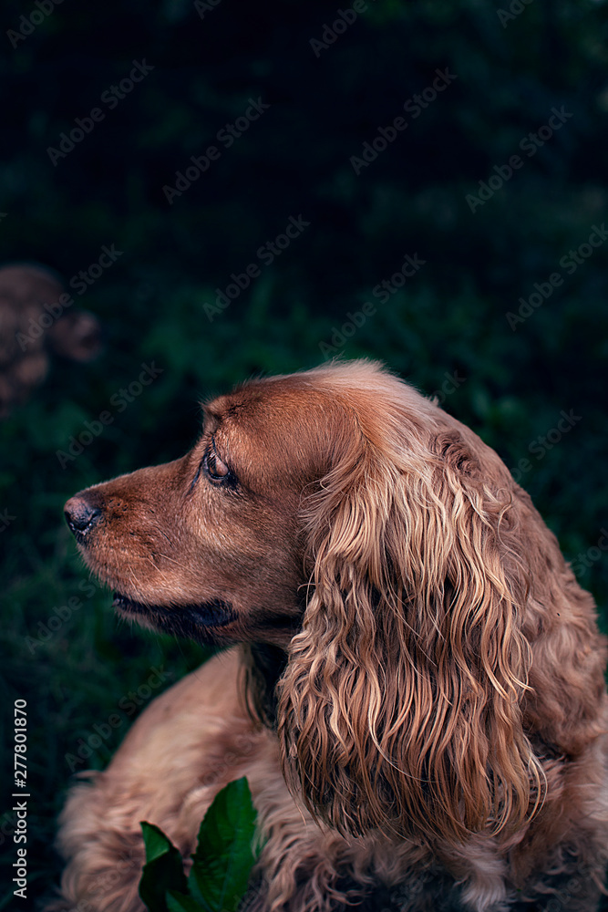 mirando al horizonte perro cocker