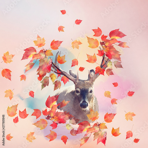 Deer male portrait with autumn concept