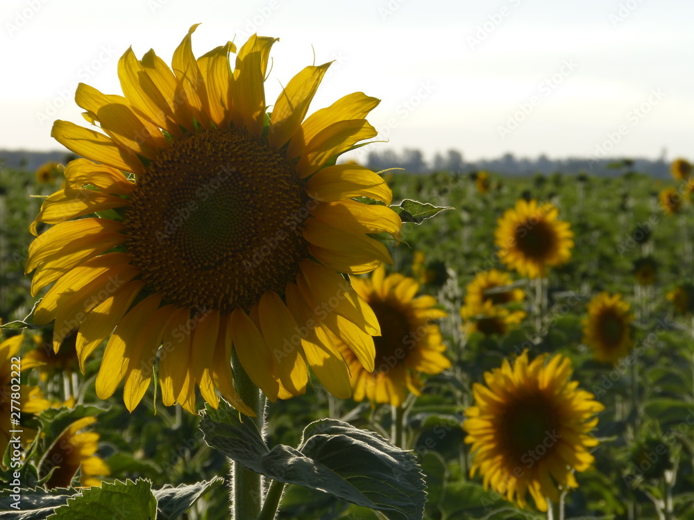 Fototapeta premium field of sunflowers
