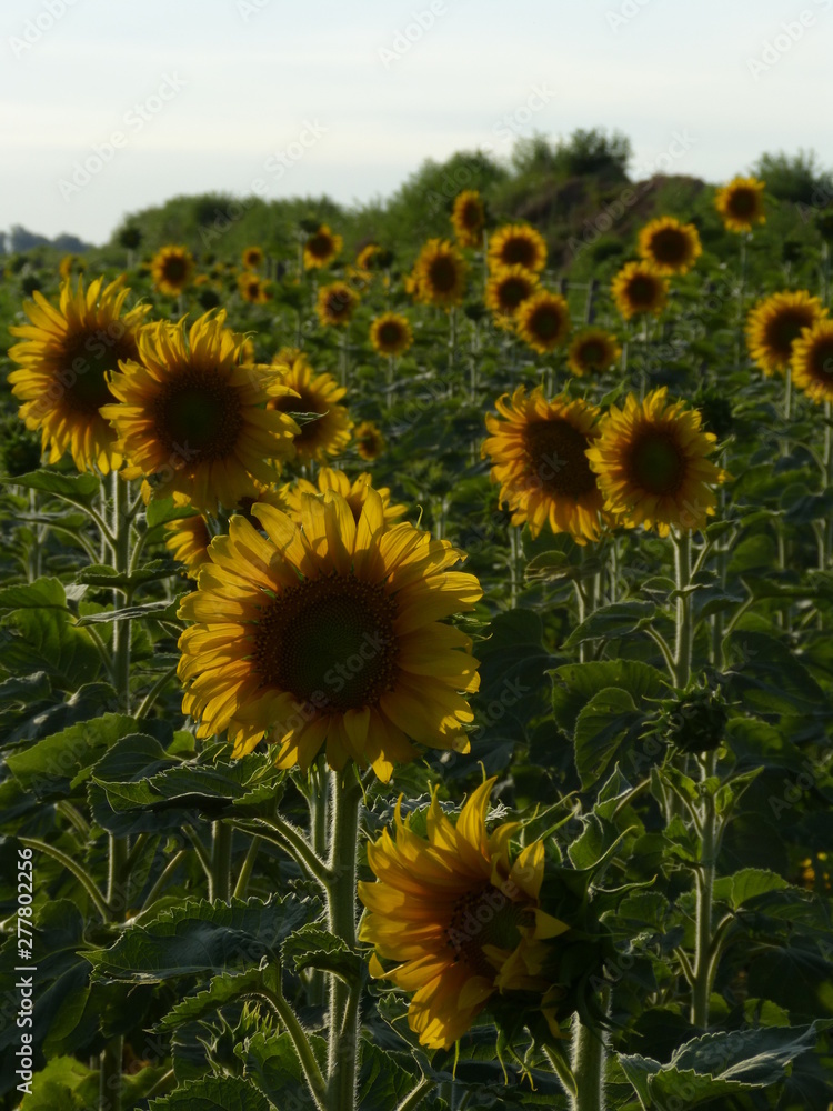 Fototapeta premium field of sunflowers