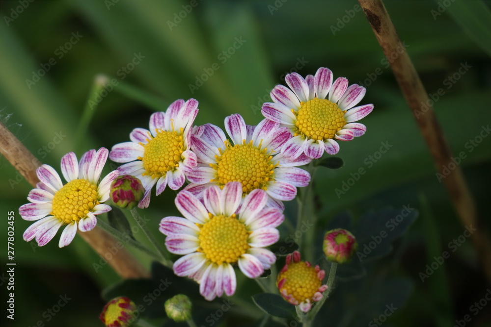 Fototapeta premium 白ピンクの小菊