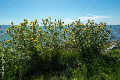 Fototapeta Naklejka Na Ścianę i Meble -  Wild, yellow marguerites along seafront, White Rock, BC