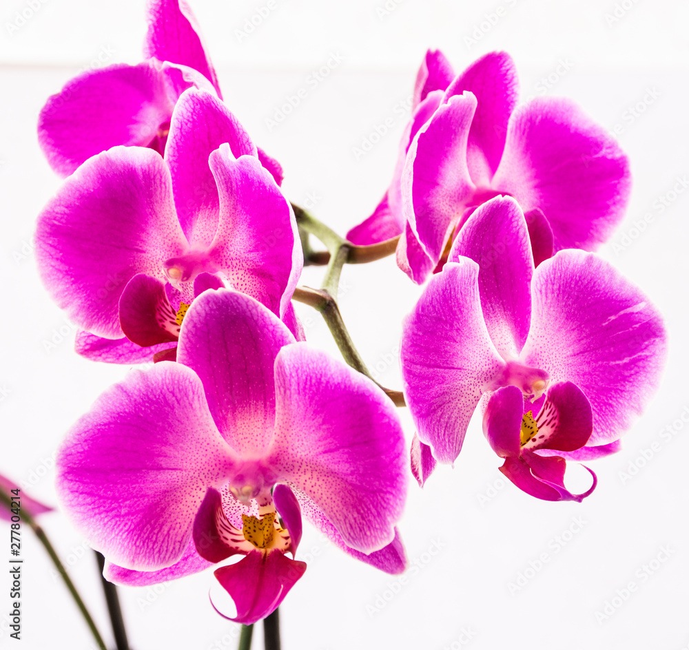 Conjunto de orquídeas moradas en un fondo blanco Conjunto de orquídeas moradas en un fondo blanco