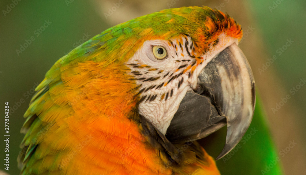 Fototapeta premium Macaw