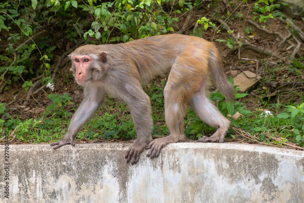 Fototapeta premium Asia monkey on fence 