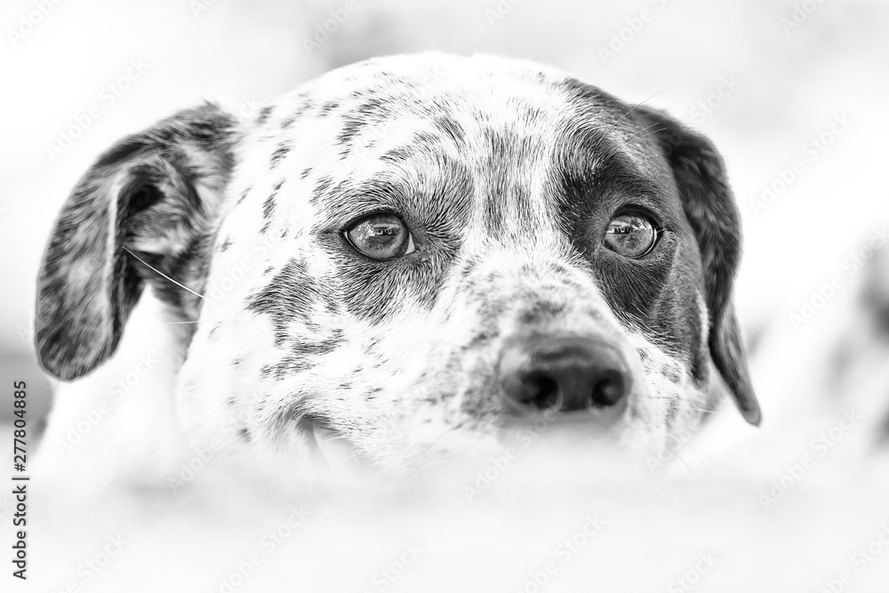 Portrait of a purebred Dalmatian 3