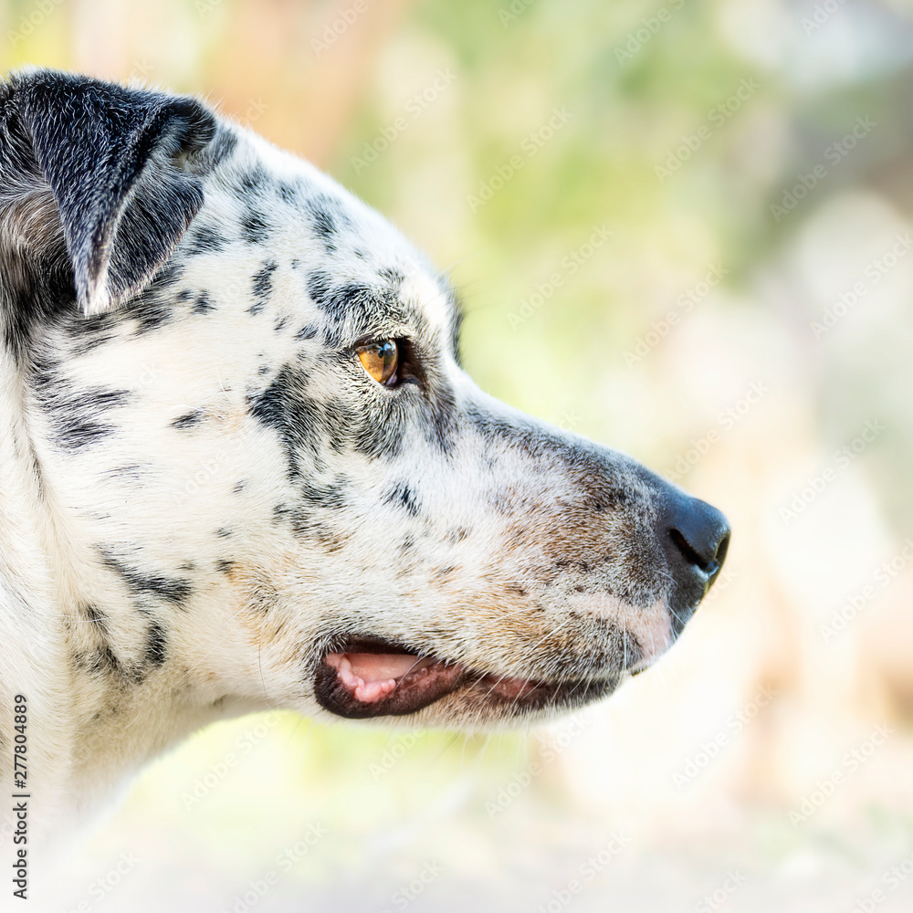 Portrait of a purebred Dalmatian 4