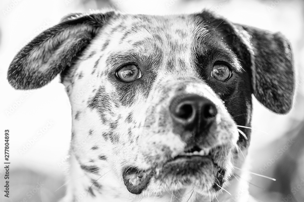 Portrait of a purebred Dalmatian 6