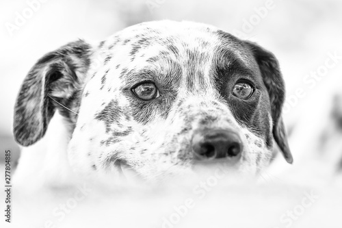 Obraz na płótnie Portrait of a purebred Dalmatian 3 w salonie