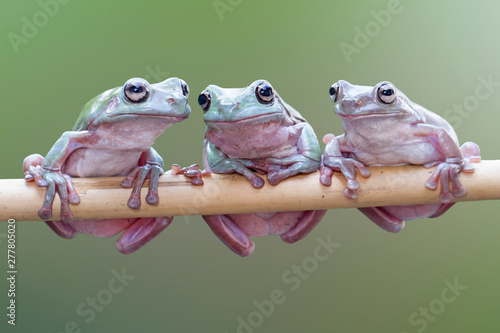 Dumpy frog, green tree frog, papua green tree frog