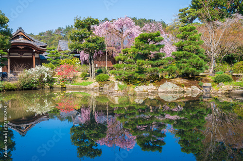 京都 法金剛院の桜