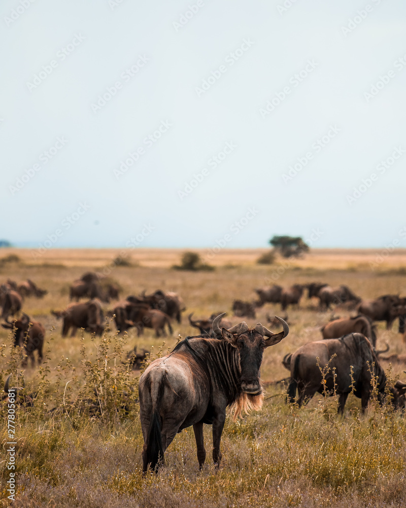 Serengeti