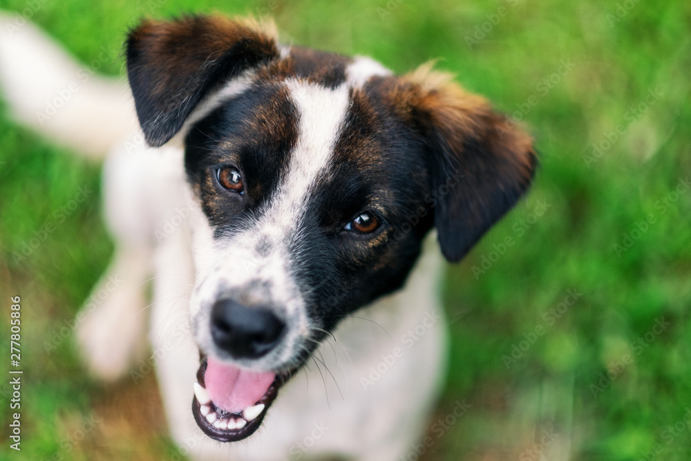 A dog looking at the camera while sitting on green grass A dog looking at the camera while sitting on green grass