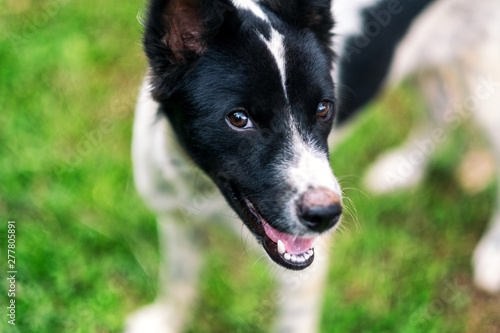 A dog looking at the camera with green grass background