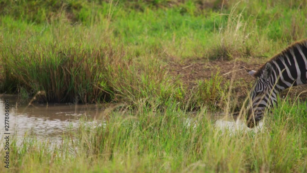 Zebra drinking water Zebra drinking water