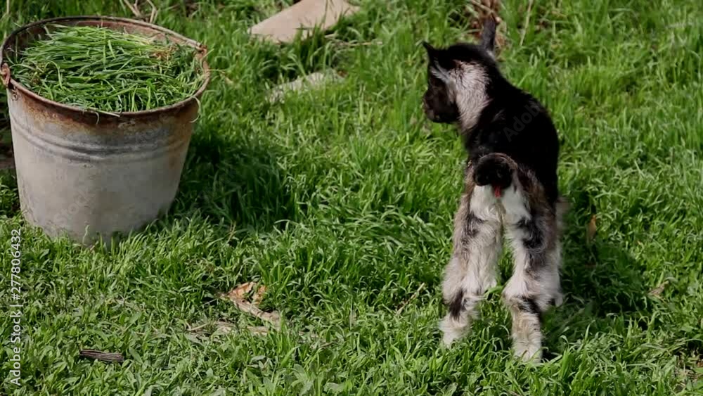 newly born goat in a green field near a grass bucket newly born goat in a green field near a grass bucket