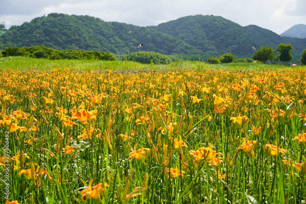 yellow flowers below the mountain
