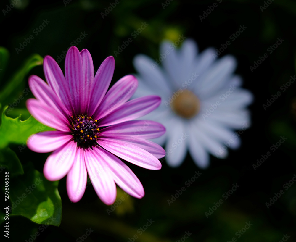 Two garden daisies, flowers in summer garden. Two garden daisies, flowers in summer garden.