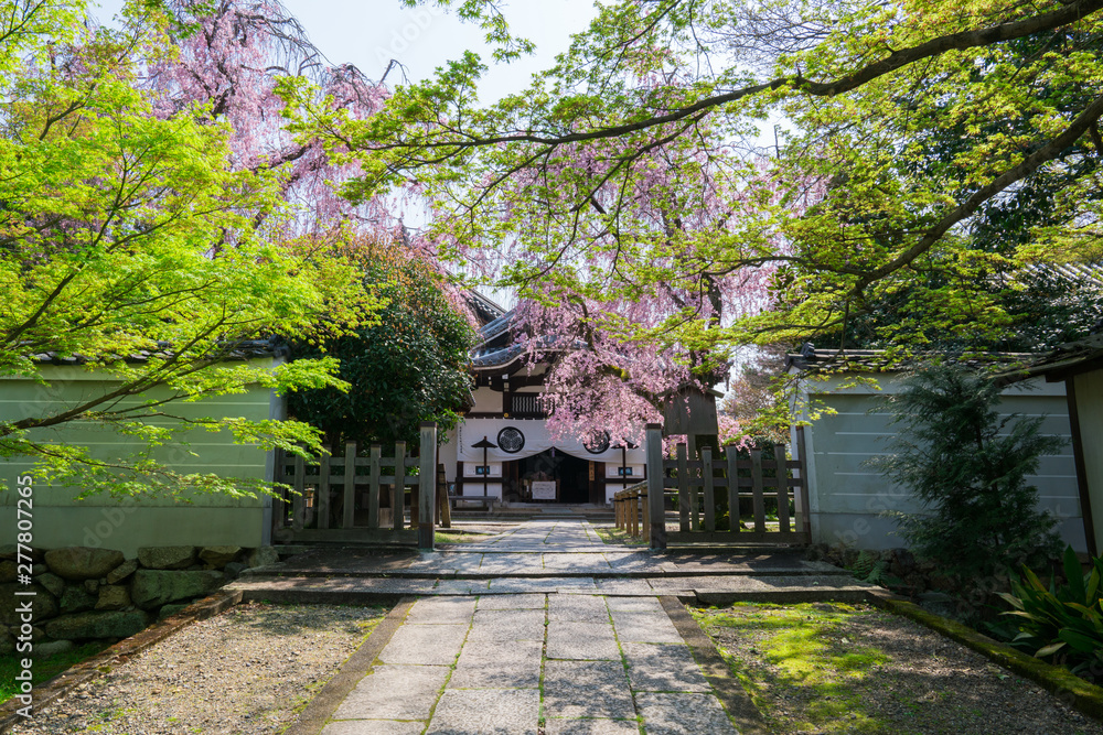 京都　養源院の青もみじと桜