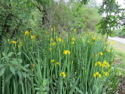 Flores acuáticas
