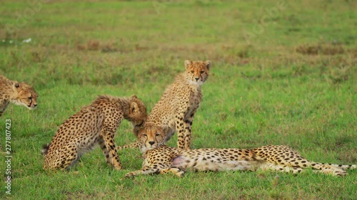 Cheetah cubs in Maasai Mara