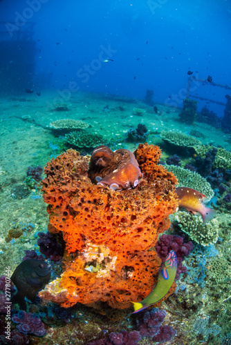 Octopus hiding on the HMAS Brisbane