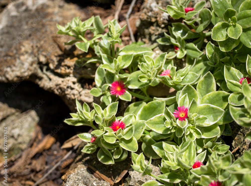 Small Pink Flowers with Light Green Leaves Small Pink Flowers with Light Green Leaves