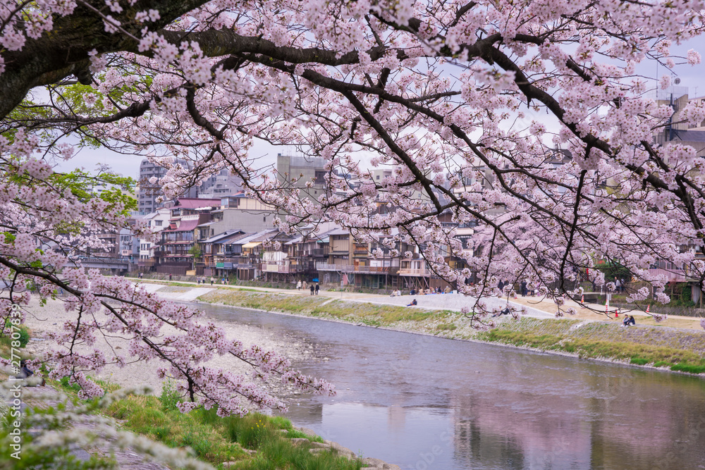 Naklejka premium 京都 鴨川 桜