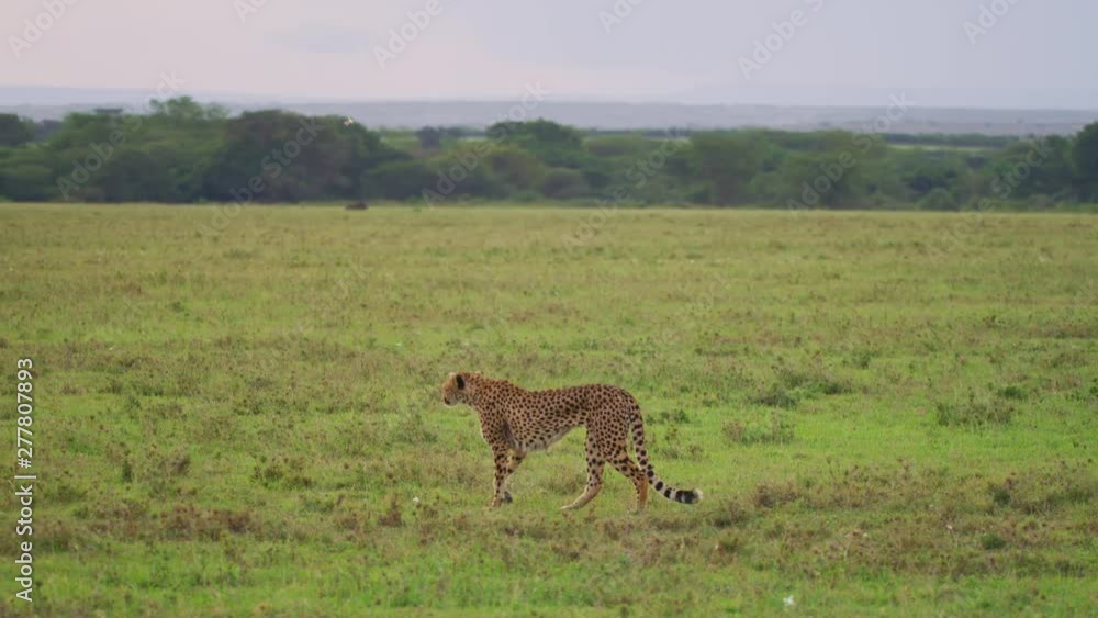 Cheetah walking in Maasai Mara Cheetah walking in Maasai Mara