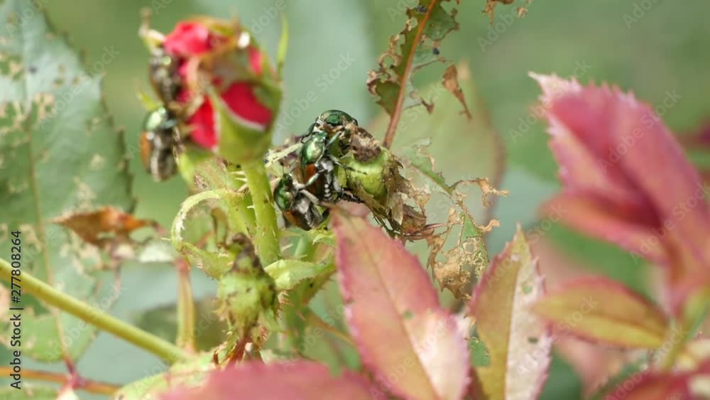 Japanese beetles eating a rose bud Japanese beetles eating a rose bud