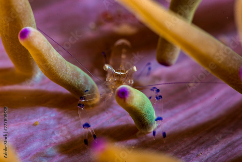 A beautiful anemone shrimp with colours and vibrance photo
