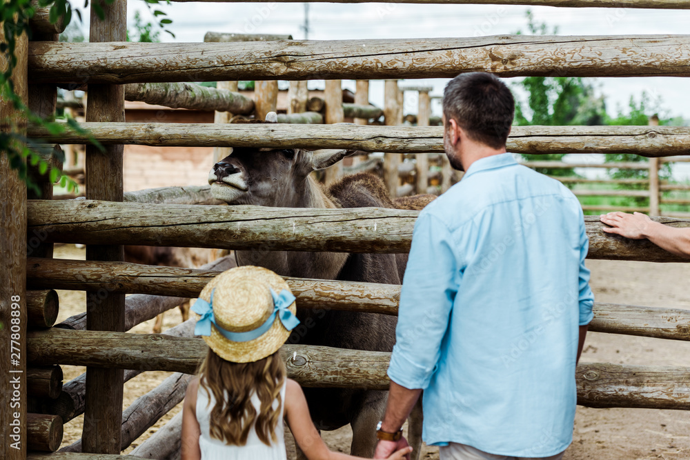back view of father and child in straw hat standing near fence with bison in zoo back view of father and child in straw hat standing near fence with bison in zoo