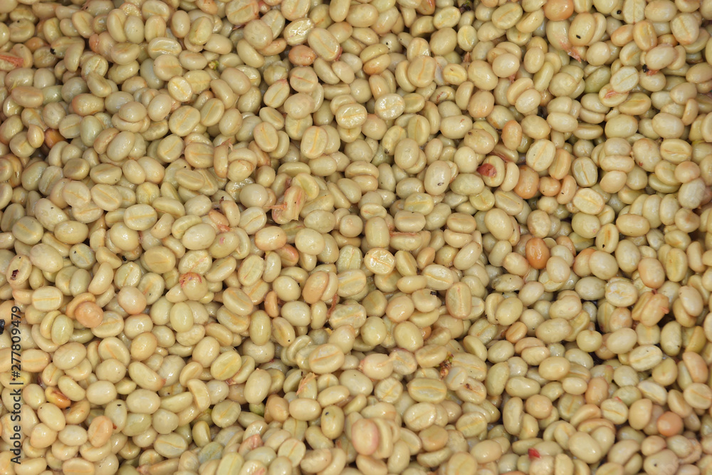 Coffee beans,In the ferment and wash method of wet processing Coffee beans,In the ferment and wash method of wet processing