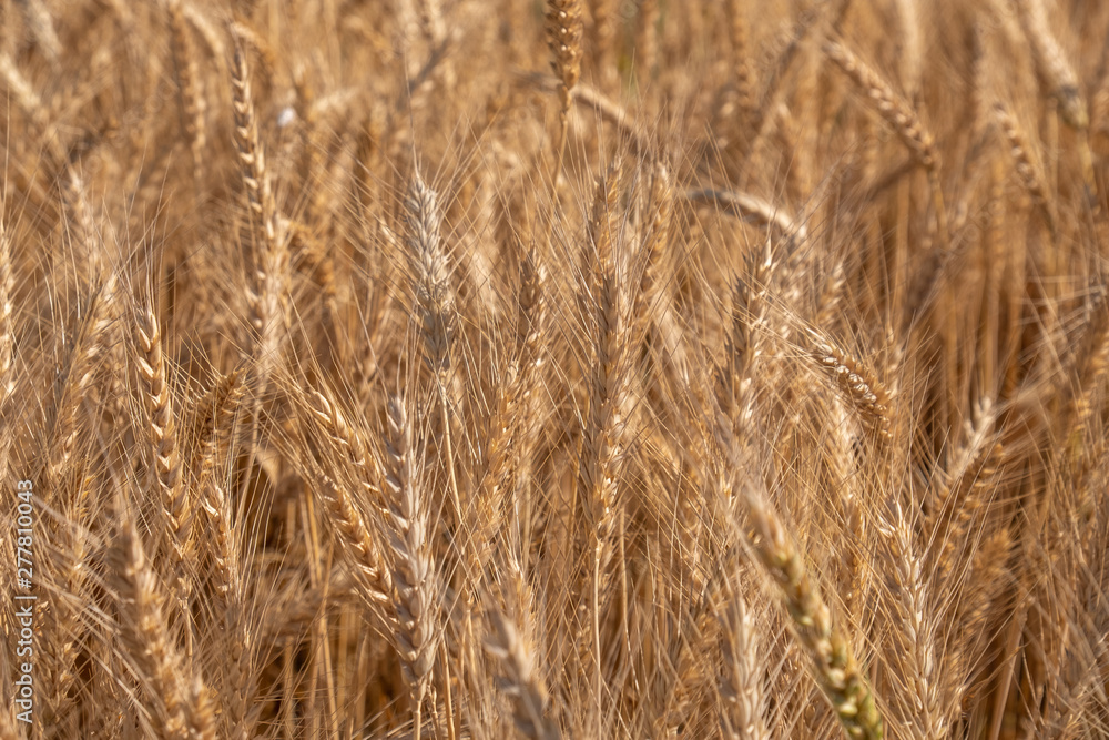 Beautiful wheat field during harvest time, background Beautiful wheat field during harvest time, background