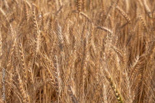 Beautiful wheat field during harvest time  background