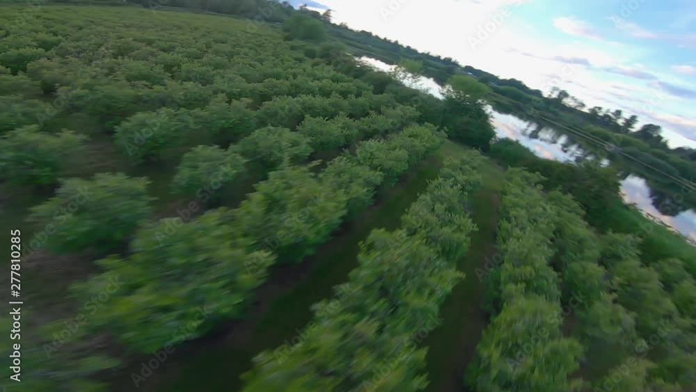 flying fast above blueberry bushes. flying fast above blueberry bushes.